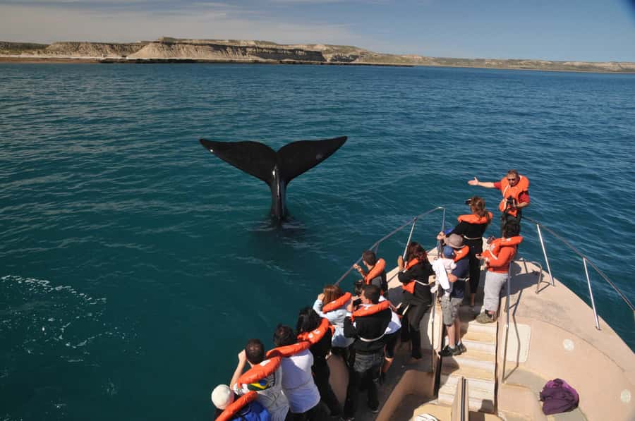 Puerto Madryn: Península Valdés Day Tour with Whale Watching - Starting at the Carlos Ameghino Interpretation Centre