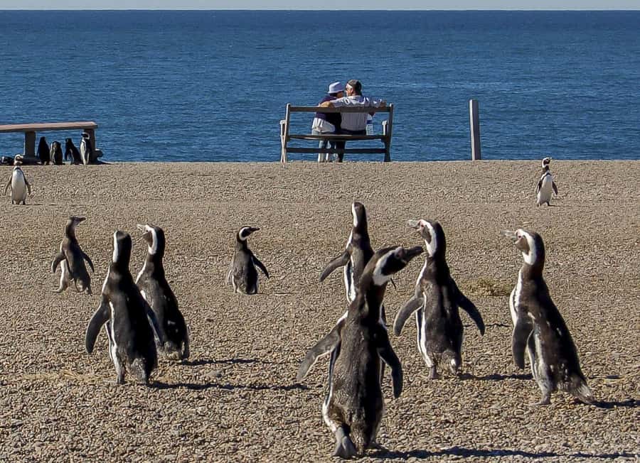 Puerto Madryn: Península Valdes with optional Whale Watching - Leaving Puerto Madryn for the peninsula
