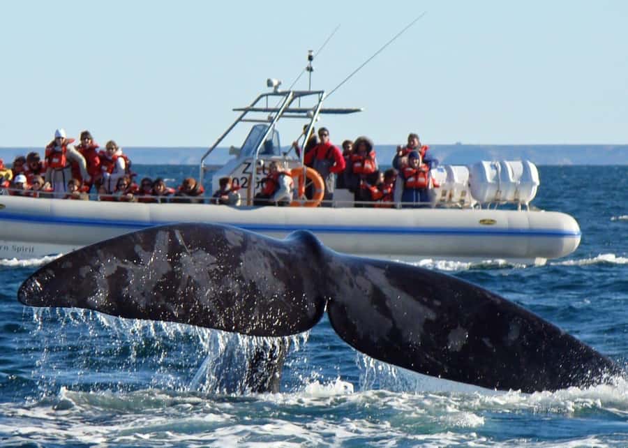 Puerto Madryn: Península Valdes with optional Whale Watching - Lunch in Puerto Pirámides or Caleta Valdés