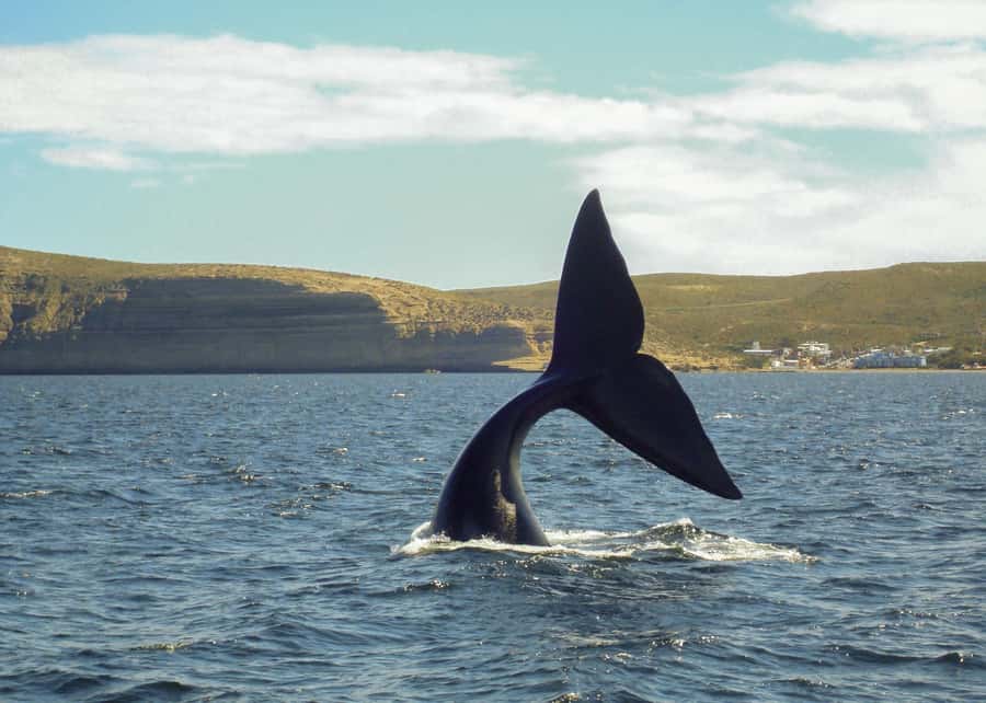 Puerto Madryn: Península Valdes with optional Whale Watching - Driving across the southern peninsula