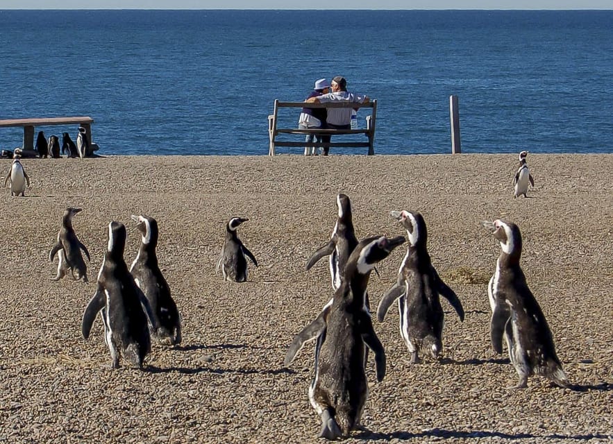 Puerto Madryn: Península Valdes with optional Whale Watching - Caleta Valdés and elephant seal country