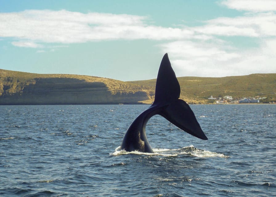 Puerto Madryn: Península Valdes with optional Whale Watching - The Carlos Ameghino Interpretation Center