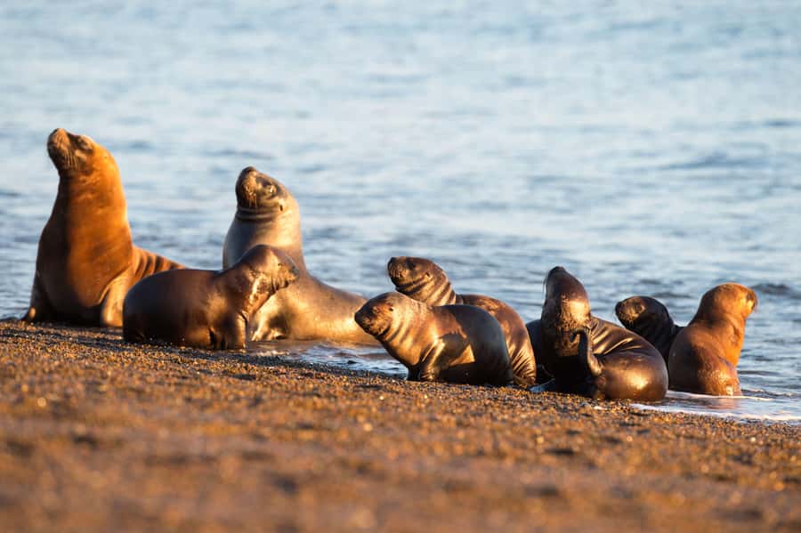 Puerto Madryn: Península Valdes with optional Whale Watching - What the $133 price really covers