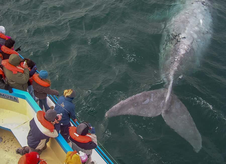 Puerto Madryn: Península Valdes with optional Whale Watching - Puerto Pirámides and the whale boat choice
