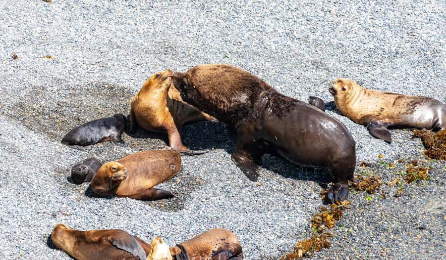 Puerto Madryn: Punta Loma Shore Excursion - Key points to know before you go