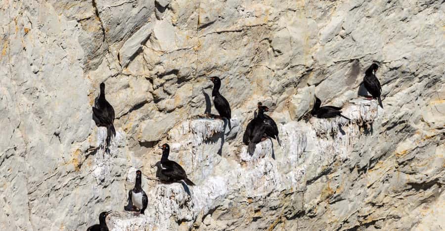 Puerto Madryn: Punta Loma Shore Excursion - Is $50 a fair price?
