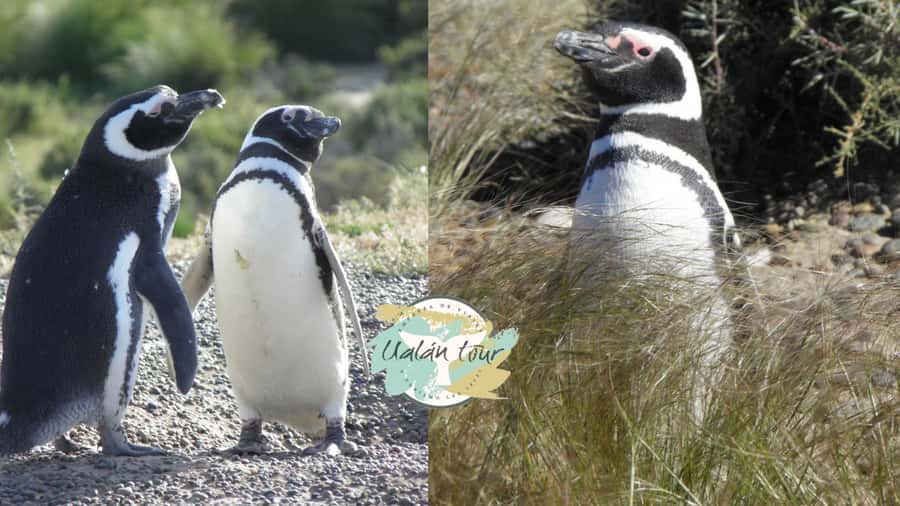 Puerto Madryn: Punta Tombo Shore Excursion for Cruise Guests - Key points before you book