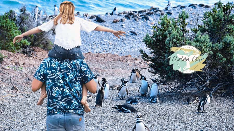 Puerto Madryn: Punta Tombo Shore Excursion for Cruise Guests - The four-hour road trip south