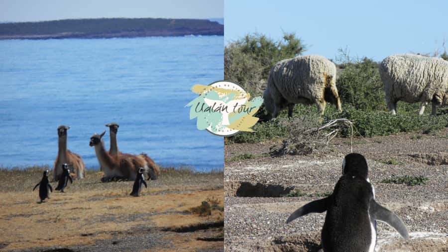 Puerto Madryn: Punta Tombo Shore Excursion for Cruise Guests - What the $90 price includes