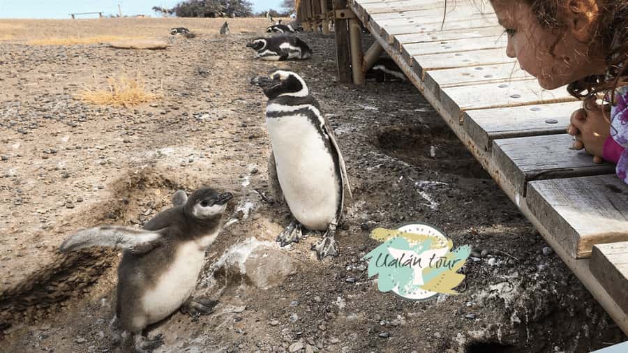 Puerto Madryn: Punta Tombo Shore Excursion for Cruise Guests - Timing, traffic, and ship safety