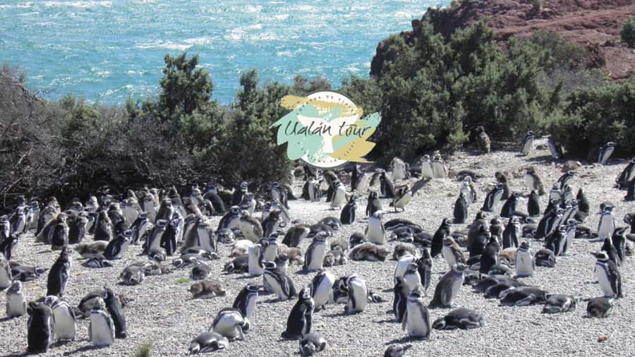 Puerto Madryn: Punta Tombo Shore Excursion for Cruise Guests - Who will enjoy this excursion most