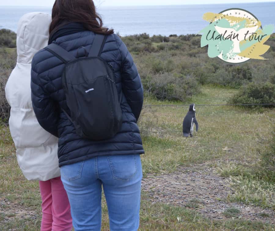 Puerto Madryn: Punta Tombo Shore Excursion for Cruise Guests - Cancellation and booking flexibility