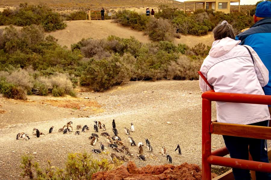 Puerto Madryn: Punta Tombo Walking Among Penguins Experience - Key points to know before booking