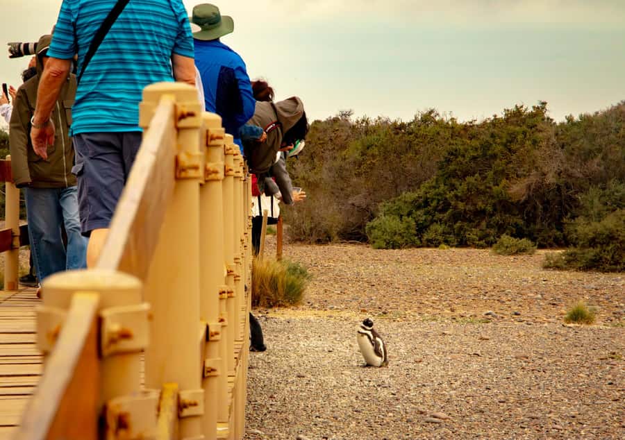 Puerto Madryn: Punta Tombo Walking Among Penguins Experience - Practical advice for a better day