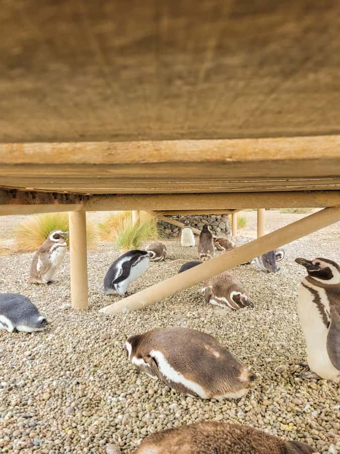 Puerto Madryn: Punta Tombo Walking Among Penguins Experience - Why Punta Tombo is worth the long ride
