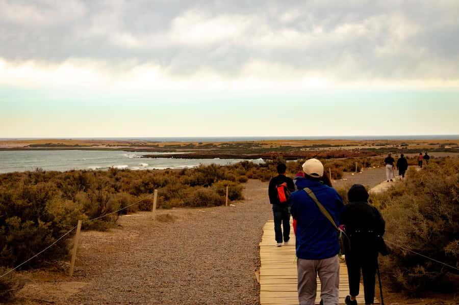 Puerto Madryn: Punta Tombo Walking Among Penguins Experience - Walking the 3-kilometer Punta Tombo route