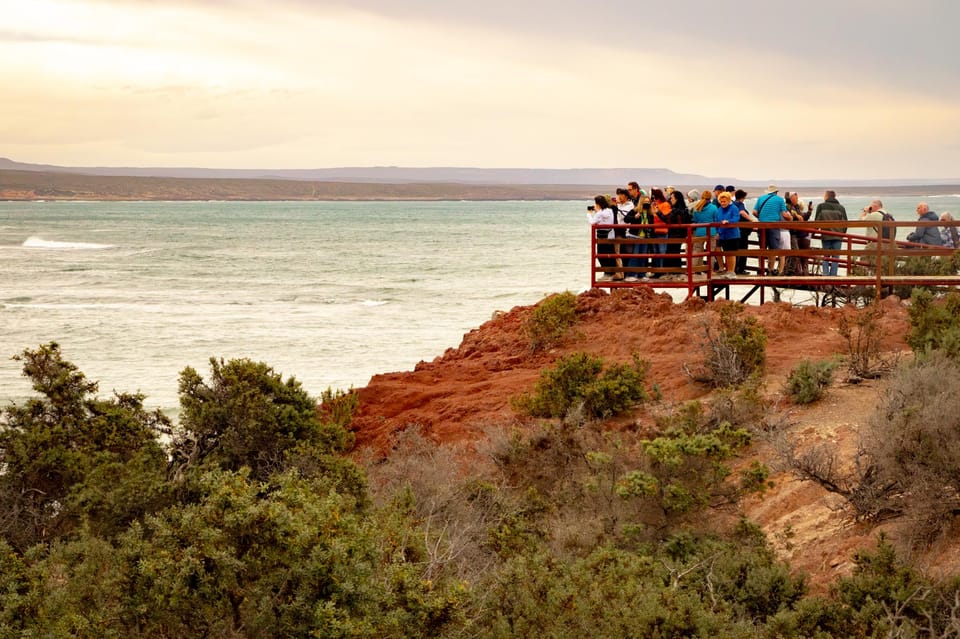 Puerto Madryn: Punta Tombo Walking Among Penguins Experience - Guides who add real value