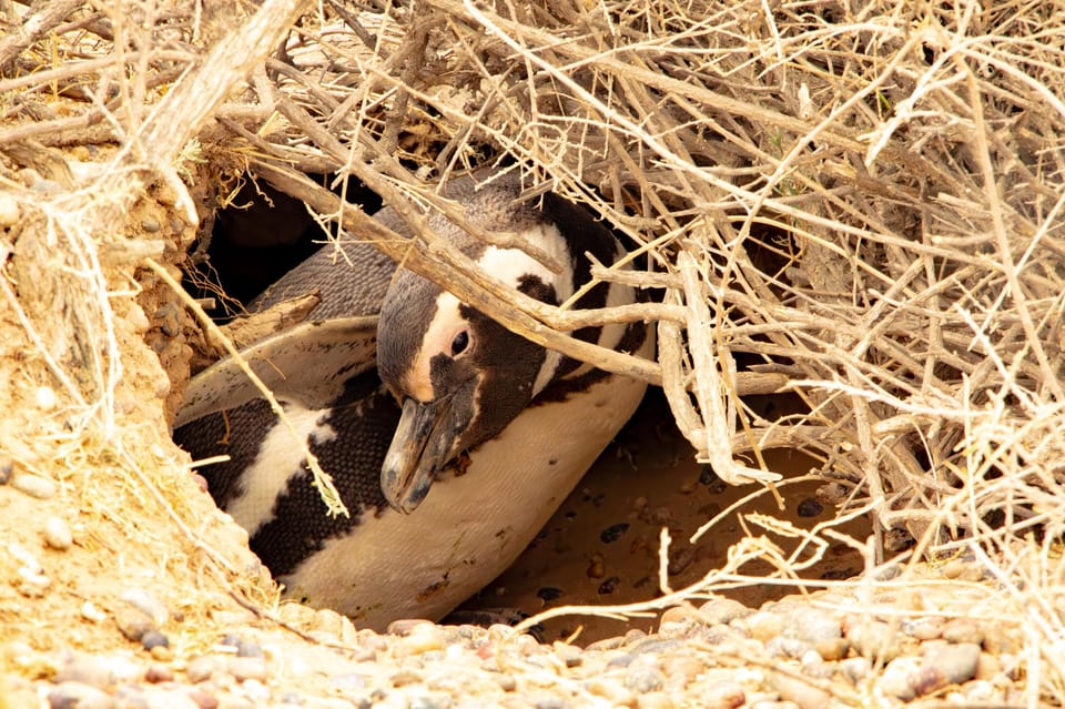 Puerto Madryn: Punta Tombo Walking Among Penguins Experience - Who will enjoy this penguin tour most?