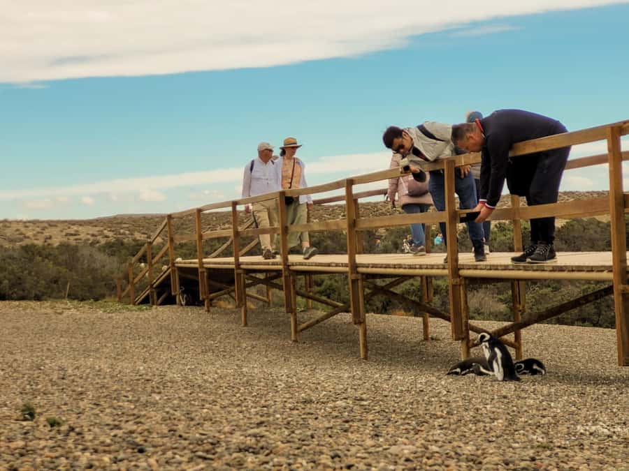 Puerto Madryn: Punta Tombo Walking Among Penguins Experience - The early pickup from Puerto Madryn