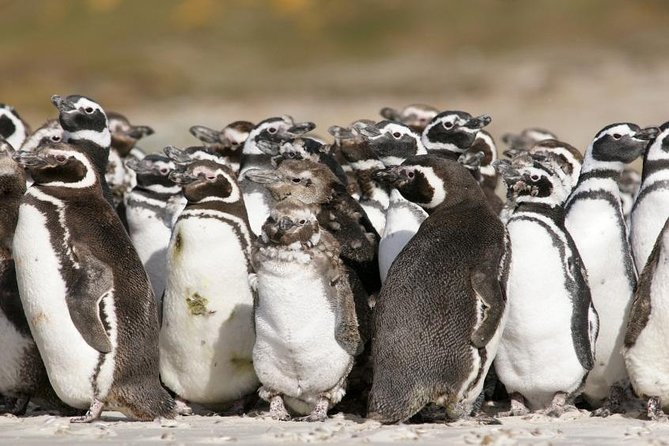 Puerto Madryn Shore Excursion: Private Day Trip to Punta Tombo Penguin Colony - Key points to know before booking