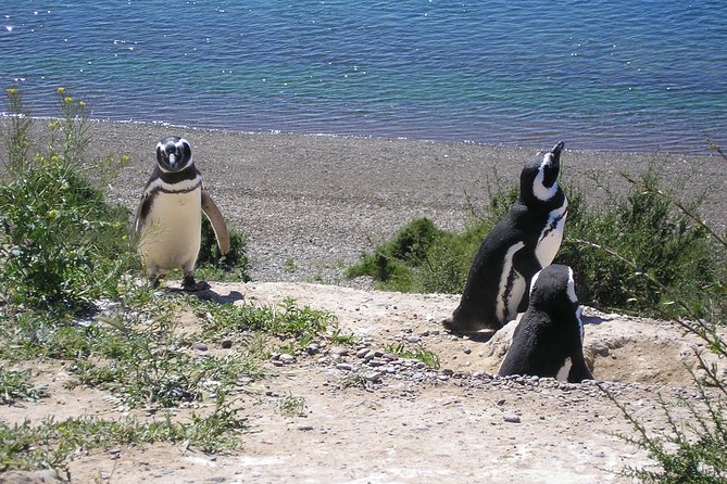Puerto Madryn Shore Excursion: Private Day Trip to Punta Tombo Penguin Colony - Walking the two-mile route through the colony