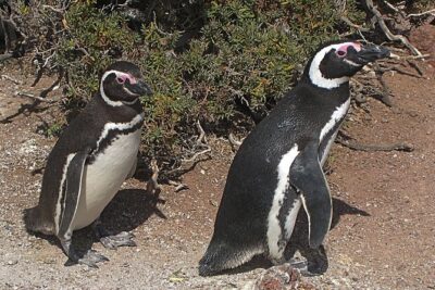 Puerto Madryn Shore Excursion: Private Day Trip to Punta Tombo Penguin Colony