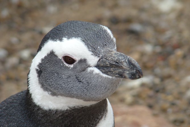 Puerto Madryn Shore Excursion: Private Day Trip to Punta Tombo Penguin Colony - Who will enjoy this excursion most
