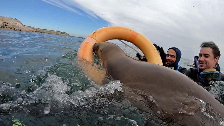 Puerto Madryn: Snorkeling Trip with Sea Lions - Punta Loma Nature Reserve and Its Wildlife