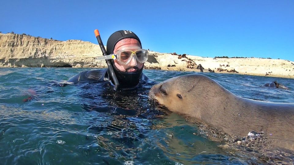 Puerto Madryn: Snorkeling Trip with Sea Lions - Getting in the Water With Sea Lions