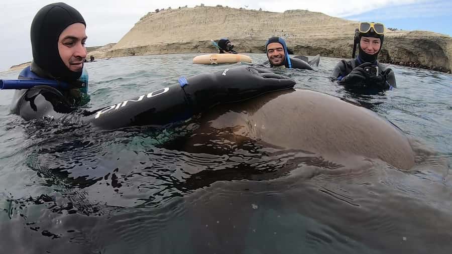 Puerto Madryn: Snorkeling Trip with Sea Lions - Returning for Hot Drinks and Photos