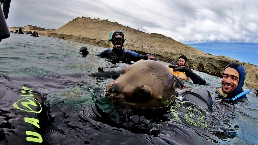 Puerto Madryn: Snorkeling Trip with Sea Lions - Who Will Enjoy This Most