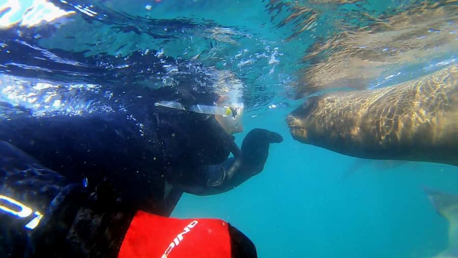 Puerto Madryn: Snorkeling Trip with Sea Lions - Starting at Madryn Buceo