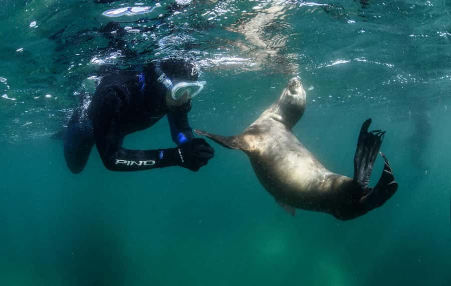 PUERTO MADRYN , SNORKELING WITH SEA LIONS - Quick facts about the sea lion trip