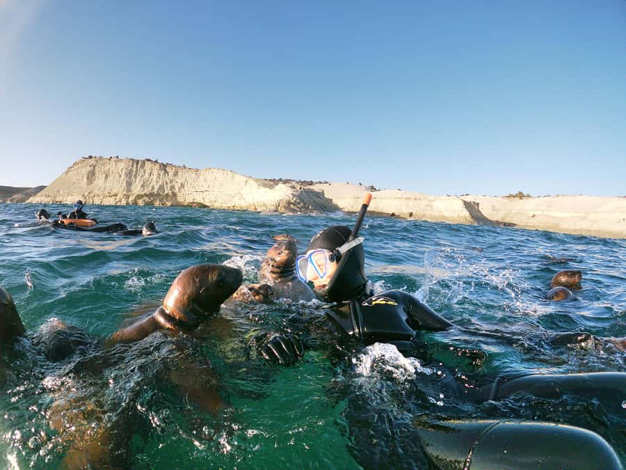 PUERTO MADRYN , SNORKELING WITH SEA LIONS - The Punta Loma sea lion colony