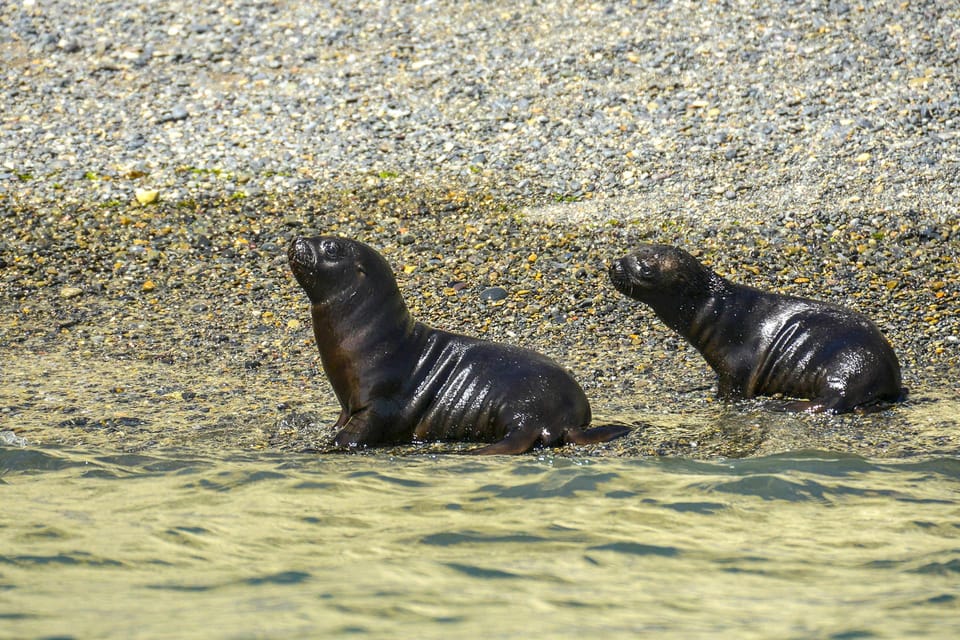 Punta Loma Shore Excursion with City tour - The Puerto Madryn Industrial and Fishing Parks