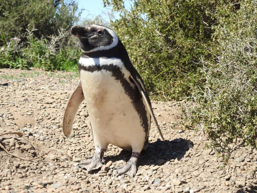 Punta Tombo Cruise Shore Excursion - Walk among penguins - Key points before you book