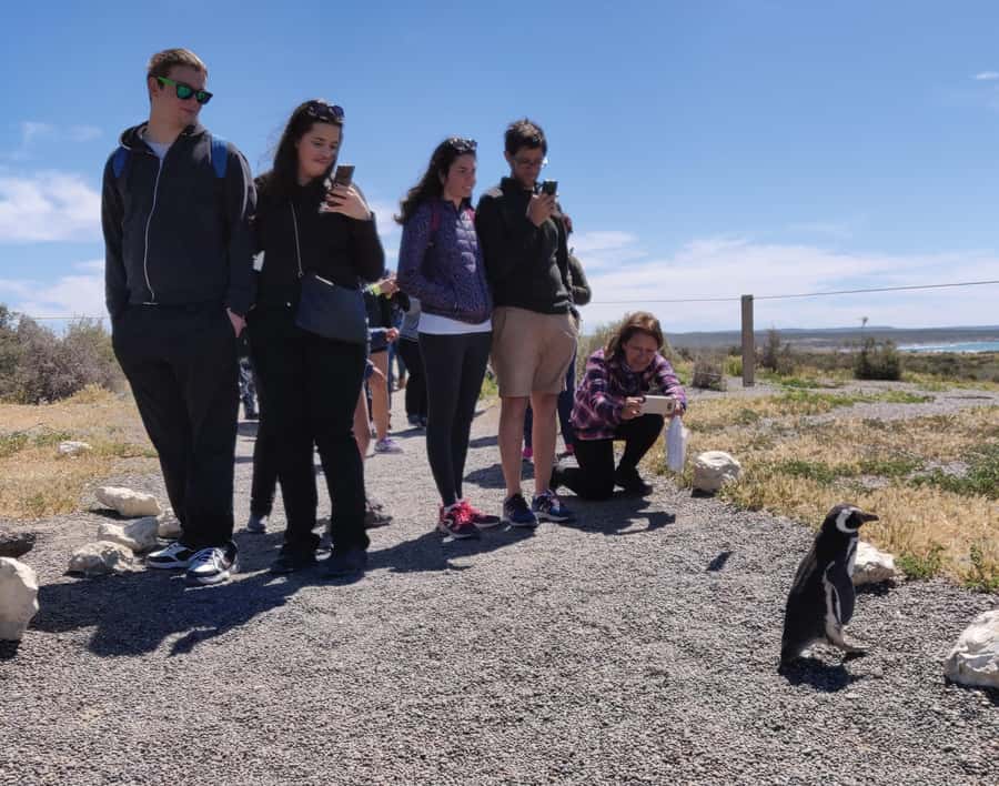 Punta Tombo Cruise Shore Excursion - Walk among penguins - Leaving Puerto Madryn for Punta Tombo