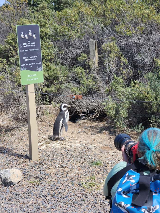 Punta Tombo Cruise Shore Excursion - Walk among penguins - The Patagonian road is part of the experience