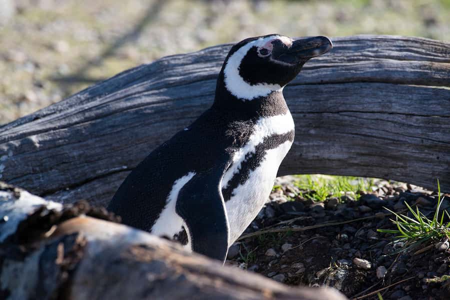Punta Tombo for cruise-ship passengers - Why Punta Tombo makes sense on a Puerto Madryn port day