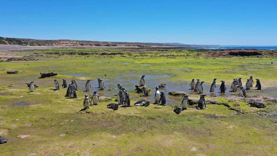 Punta Tombo for cruise-ship passengers - The drive along Route 3 and the planned photo stop