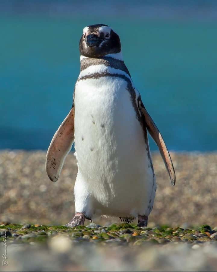 Punta Tombo for cruise-ship passengers - Walking among Magellanic penguins at Punta Tombo