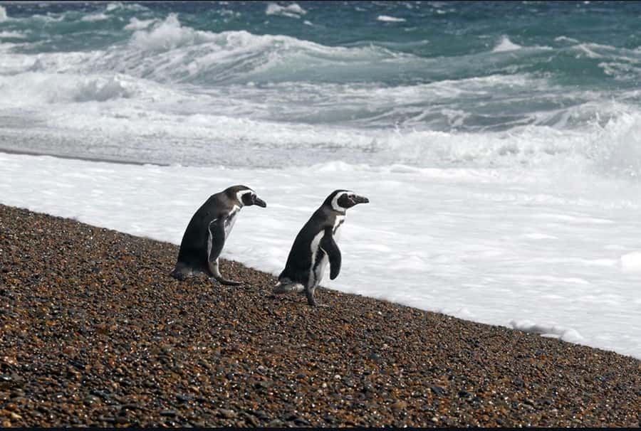Punta Tombo for cruise-ship passengers - Guanacos, rheas, and seabirds add to the visit