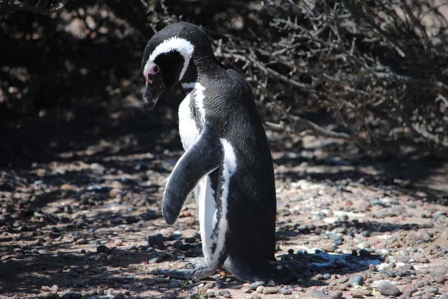 Punta Tombo for cruise-ship passengers - The return to Puerto Madryn and the cruise