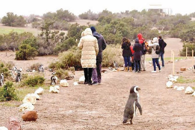 Punta Tombo - Full day tour or Shore Excursion - Key Points Before You Book