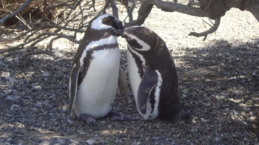 Punta Tombo Penguin Tour & Optional Tonina Watching - Key points to know before booking
