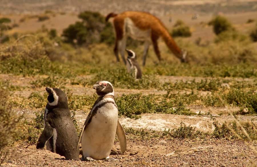 Punta Tombo Penguin Tour & Optional Tonina Watching - Booking advice for the best day