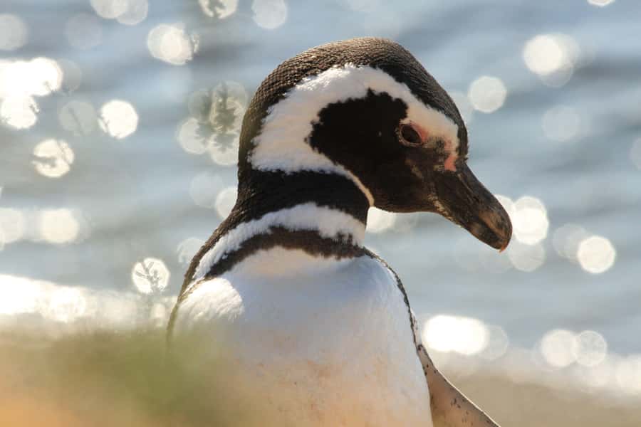 Punta Tombo Penguin Tour & Optional Tonina Watching - Why Punta Tombo is worth the long ride