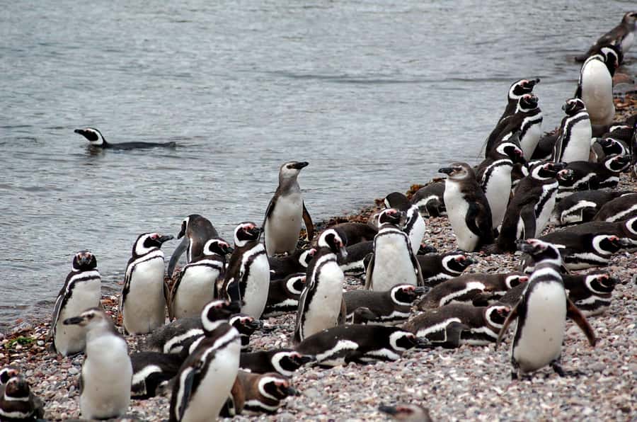 Punta Tombo Penguin Tour & Optional Tonina Watching - Puerto Rawson and the optional Tonina boat trip