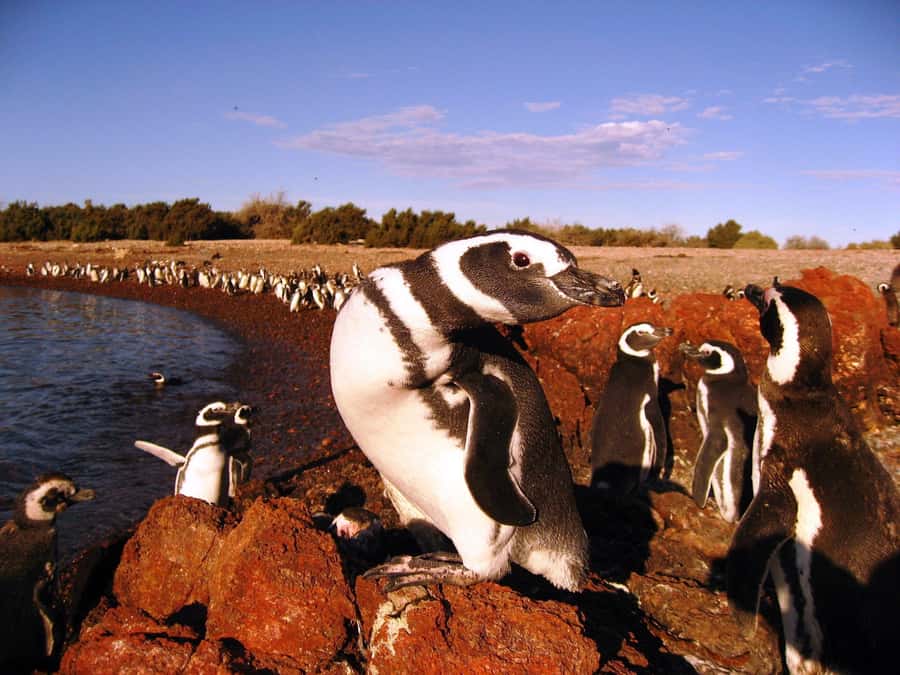 Punta Tombo Penguin Tour & Optional Tonina Watching - The penguin colony and its noisy neighbors