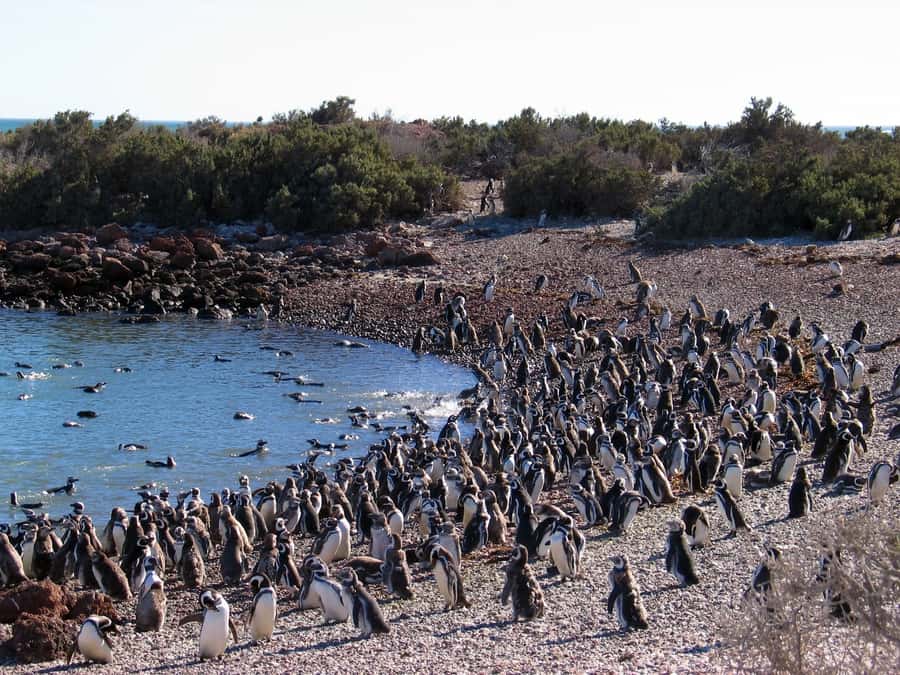 Punta Tombo Penguin Tour & Optional Tonina Watching - What happens if dolphins are not available